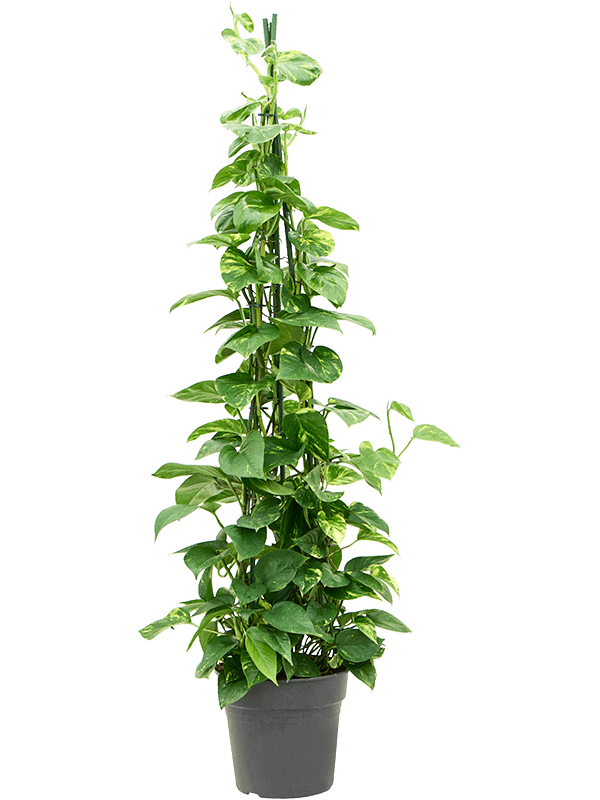 Scindapsus (epipremnum) aureum (Erde 150)