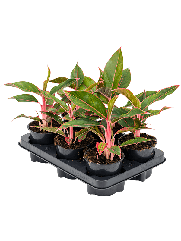 Aglaonema 'Jungle Red' 6/tray (Erde 35)