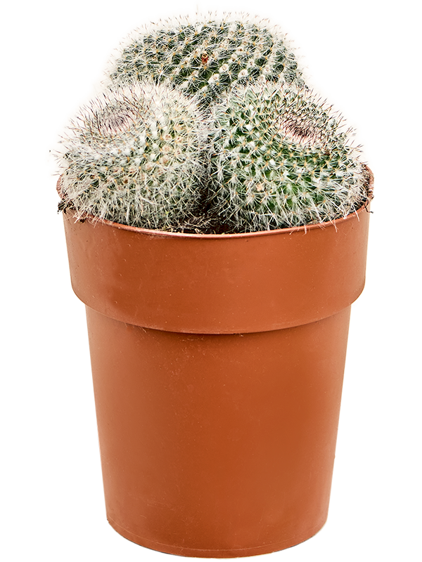 Mammillaria compressa (Erde 30)
