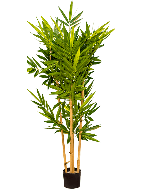 Bamboo (120)