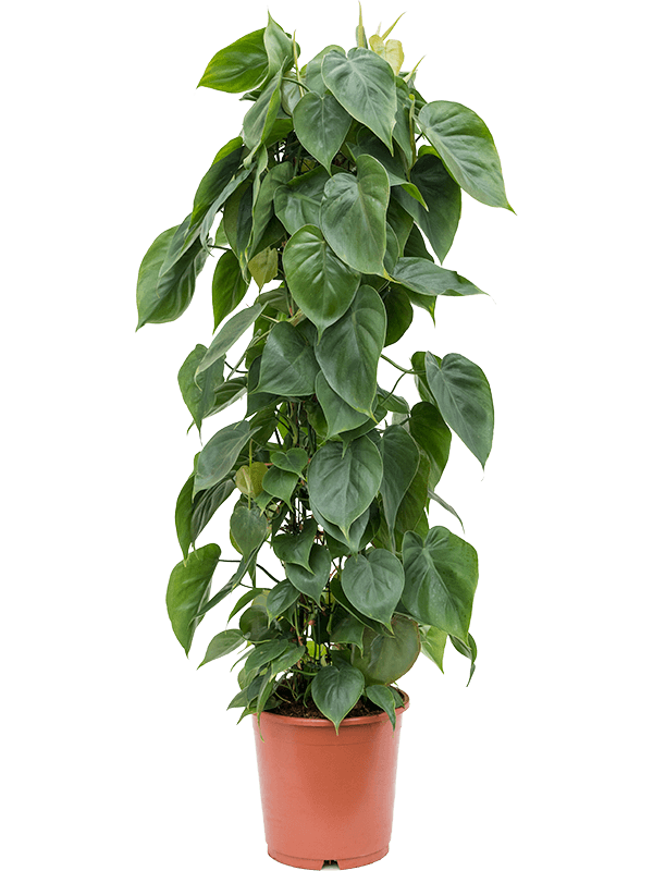 Philodendron scandens (Erde 110)