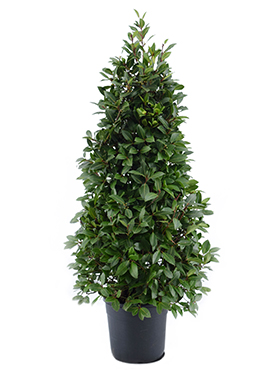 Laurus nobilis (Erde 160)