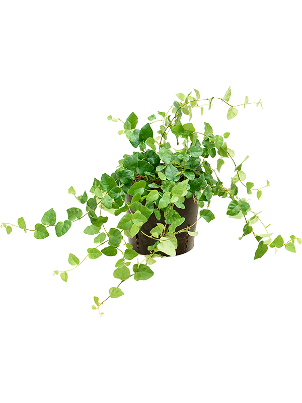 Ficus pumila 'Green sunny' (Hydro 20)