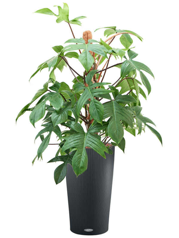 Philodendron erubescens 'Lancianum' in Lechuza Cilindro 23 (93) inkl. Gefäß