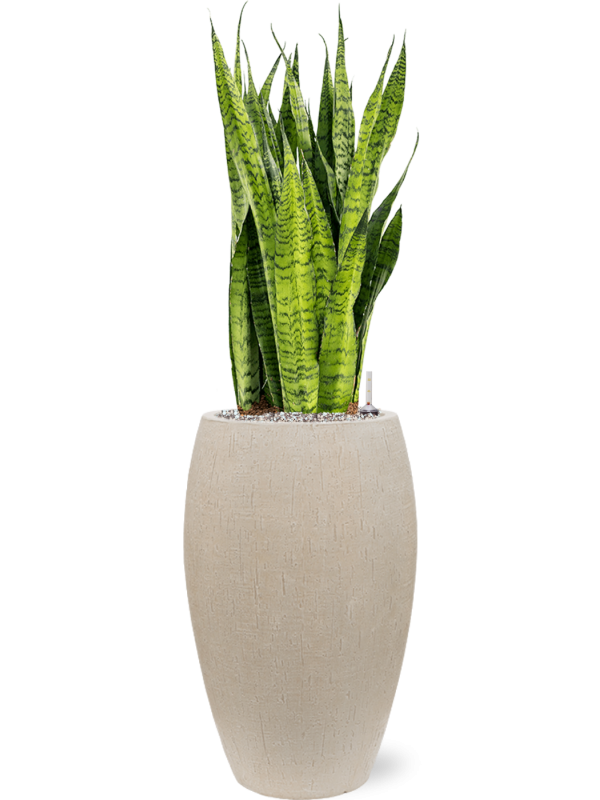 Sansevieria zeylanica in Baq Raindrop (109) inkl. Gefäß