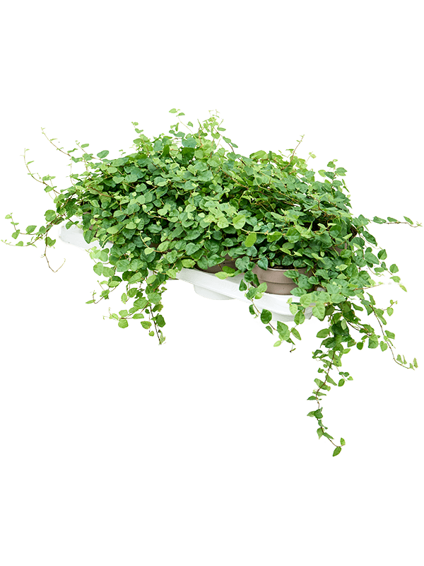 Ficus pumila (repens) 'Green Sunny' 8/tray (Erde 20)
