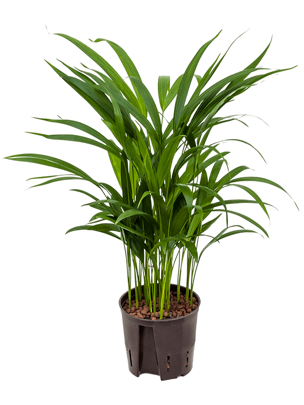 Dypsis (Areca) lutescens (Hydro 40)
