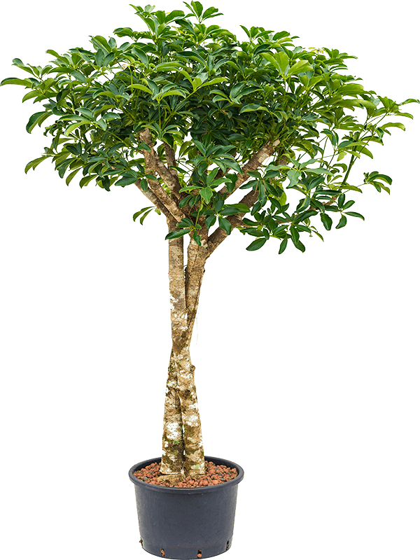 Schefflera arboricola 'Compacta' (Hydro 160)