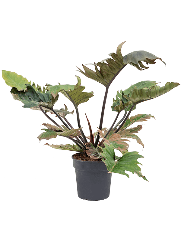 Philodendron 'Pluto' (Erde 50)
