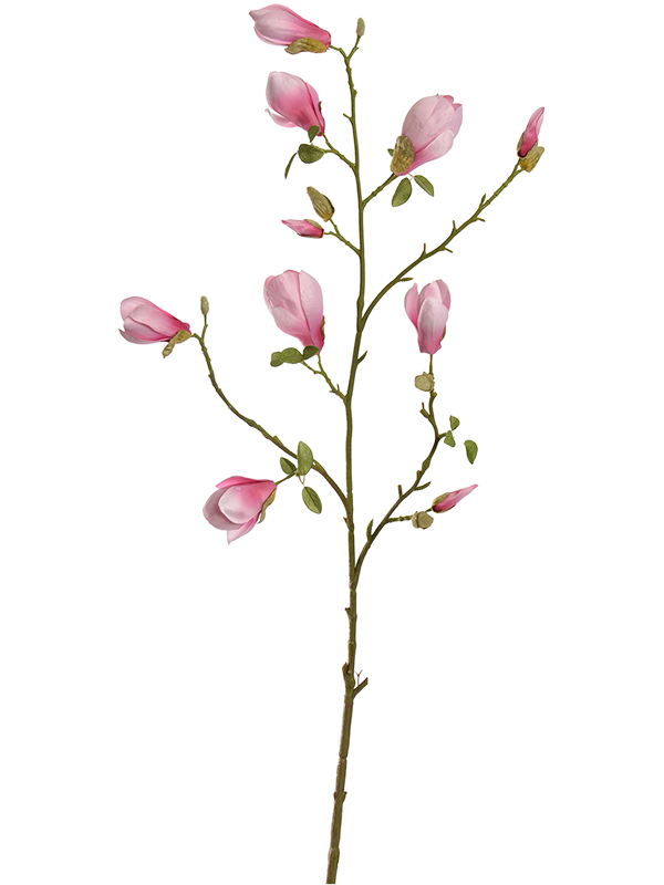 Magnolia Bud (125)
