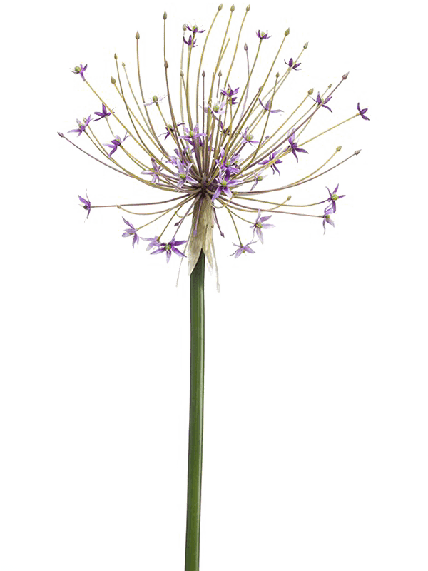 Allium (105)