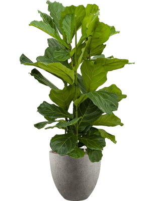 Ficus lyrata in Grigio (136) inkl. Gefäß