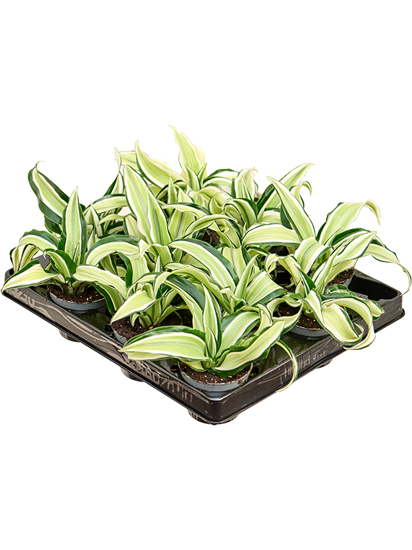 Dracaena fragrans 'Malaika' 12/tray (Erde 12)