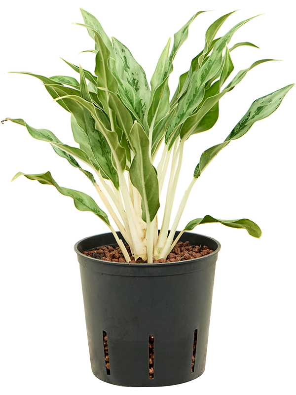 Aglaonema 'Greyhound' (Hydro 25)