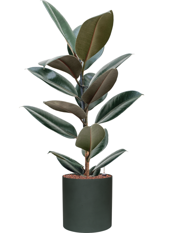 Ficus elastica 'Abidjan' in Refined (95) inkl. Gefäß