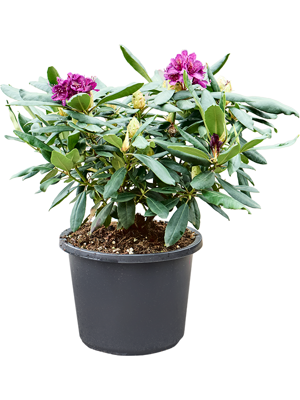 Rhododendron 'Marcel Menard' (Erde 60)