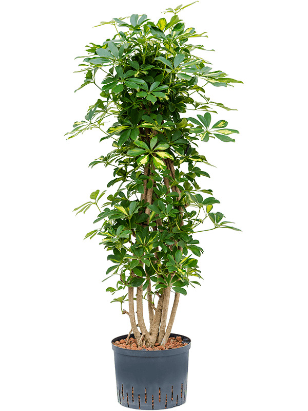 Schefflera arboricola 'Gold Capella' (Hydro 130)