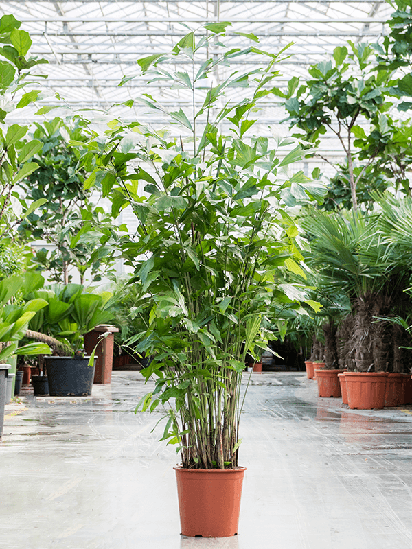 Caryota mitis (Erde 220)