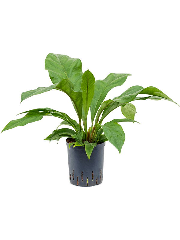Anthurium elipticum 'Jungle bush' (Hydro 60)