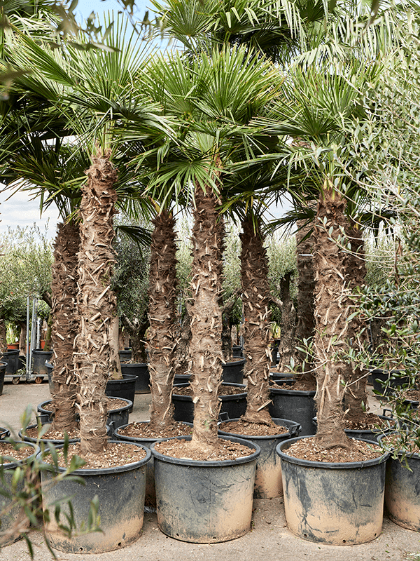 Trachycarpus fortunei (340-360) (Erde 350)