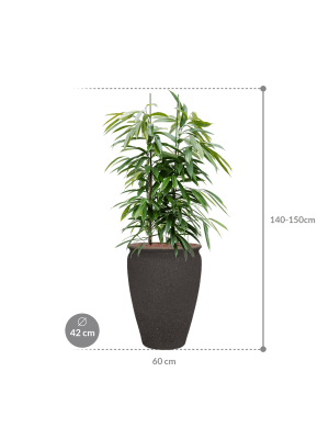 Ficus binnendijkii 'Amstel King' in Mediterranean (140) inkl. Gefäß