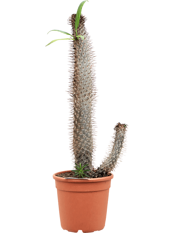 Pachypodium lamerei (Erde 130)