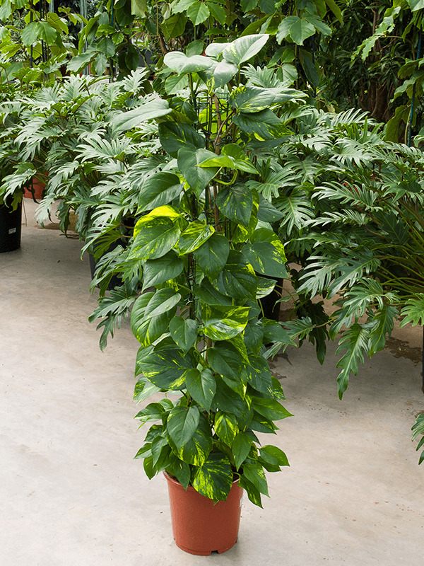 Scindapsus (Epipremnum) 'Aureum' (Erde 110)