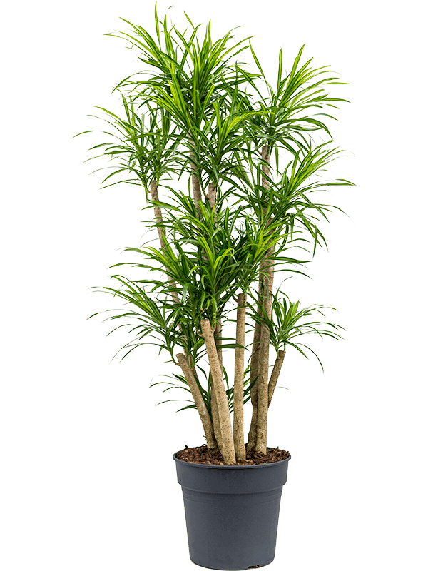 Pleomele (Dracaena) 'Anita Variegata' (Erde 130)