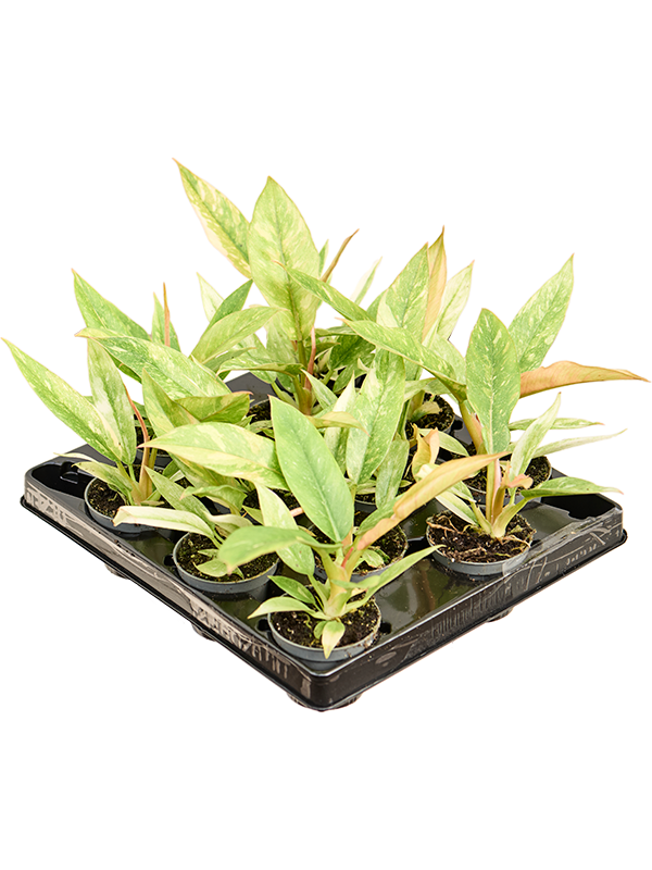 Philodendron 'Ring of Fire' 12/tray (Erde 10)