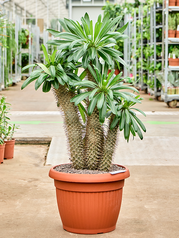 Pachypodium lamerei (Erde 110)