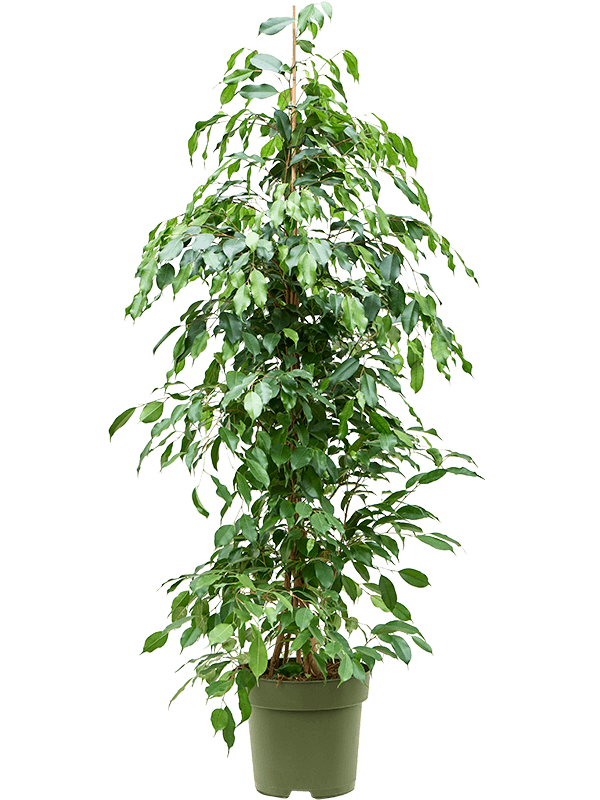 Ficus benjamina 'Exotica' (Erde 140)