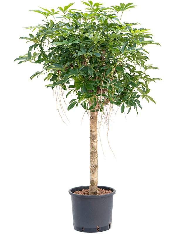 Schefflera arboricola 'Compacta' (Hydro 135)