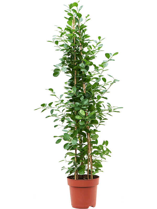 Ficus microcarpa 'Moclame' (Erde 135)