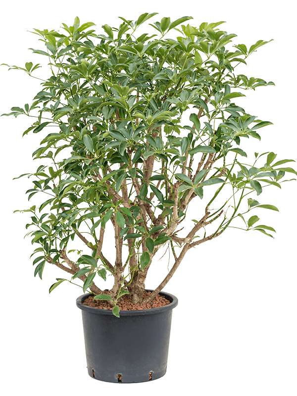 Schefflera arboricola 'Compacta' (Hydro 140)