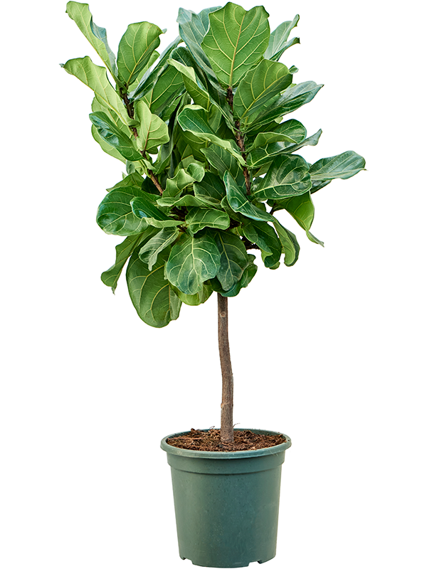 Ficus lyrata (Erde 130)