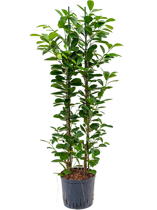 Ficus microcarpa 'Moclame' (Hydro 110)