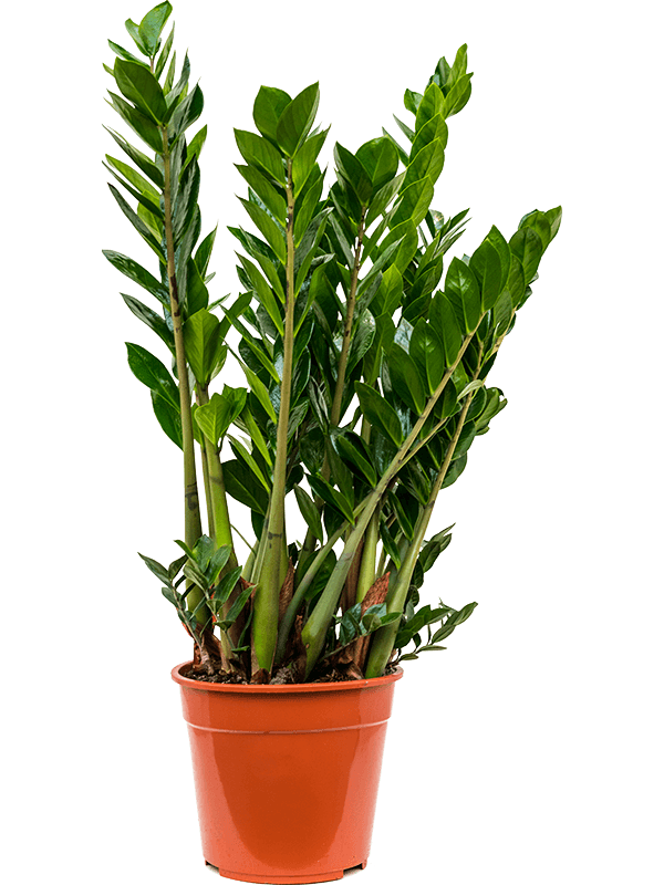 Zamioculcas zamiifolia (Erde 100)