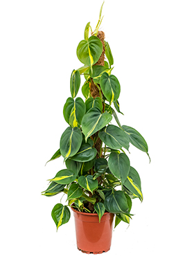 Philodendron scandens 'Brasil' (Erde 70)