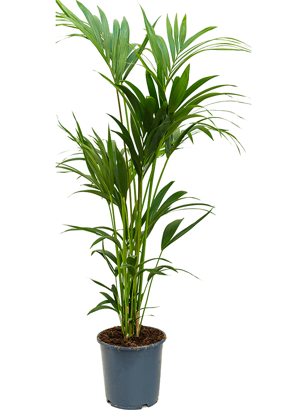 Kentia (Howea) forsteriana (Erde 140)