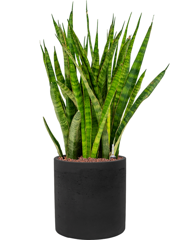 Sansevieria kirkii in Rough (88) inkl. Gefäß