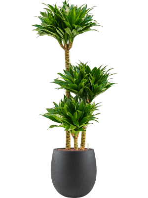 Dracaena fragrans 'Compacta' in Grigio (119) inkl. Gefäß