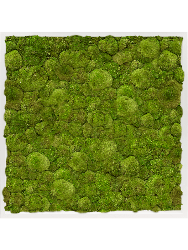 CMSS00538