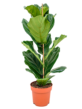 Ficus lyrata (Erde 90)