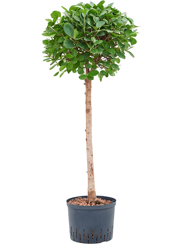 Ficus microcarpa 'Moclame' (Hydro 125)