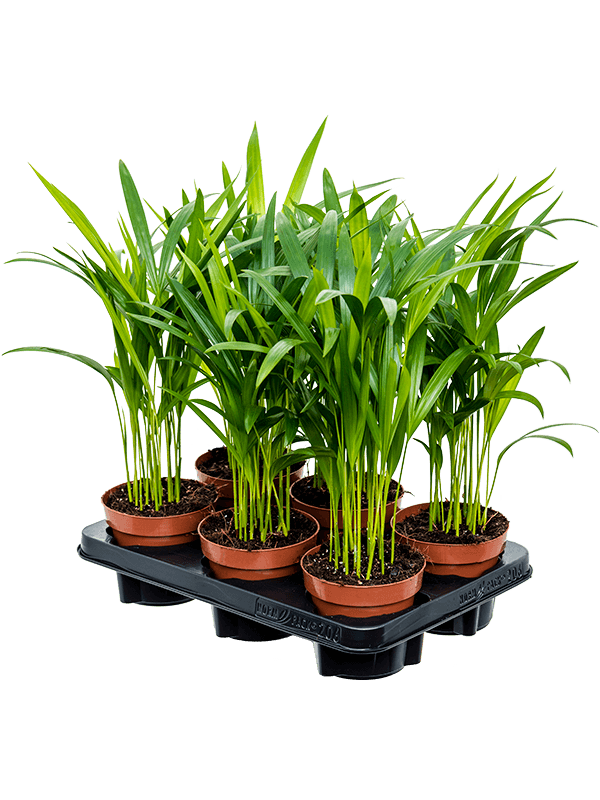 Dypsis (Areca) lutescens 6/tray (Erde 45)