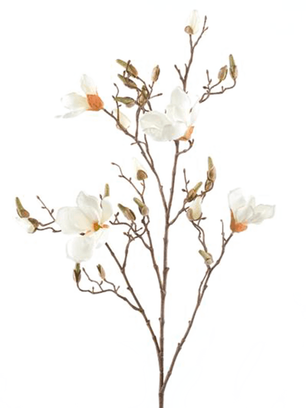 Magnolia (105)