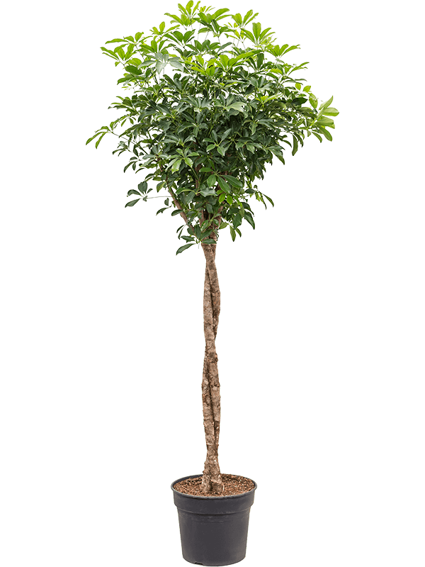 Schefflera arboricola 'Compacta' (Erde 190)