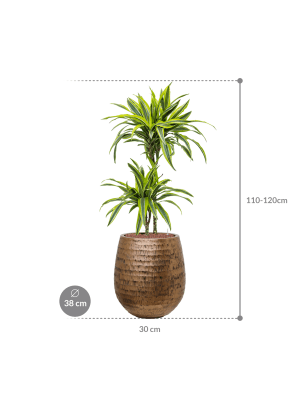 Dracaena fragrans 'Lemon Lime' in Baq Opus Hammered (116) inkl. Gefäß