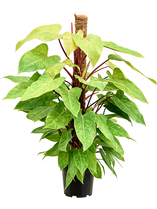 Philodendron 'Painted Lady' (Erde 100)