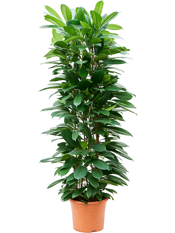Ficus cyathistipula (Erde 150)
